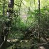 A forested stream makes for a beautiful trailside companion along this section of the MST.