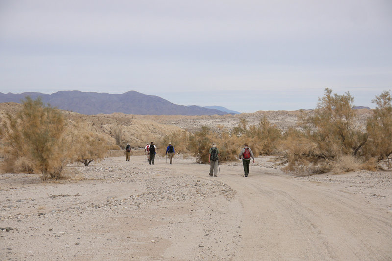 The Monday Maniacs hike along Sin Nombre Canyon Rd flanked by smoke trees.