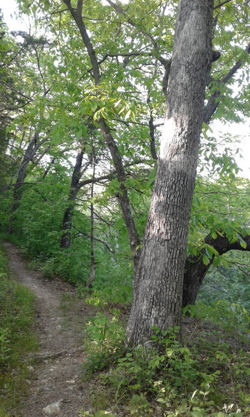 The trail periodically treads alongside Gans Creek.