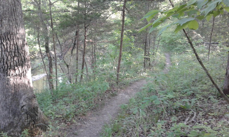 The trail follows the contours of Gans Creek through the forest in multiple places.