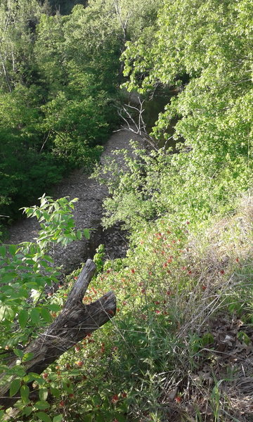 Columbine grow on the bluff overlooking Gans Creek.