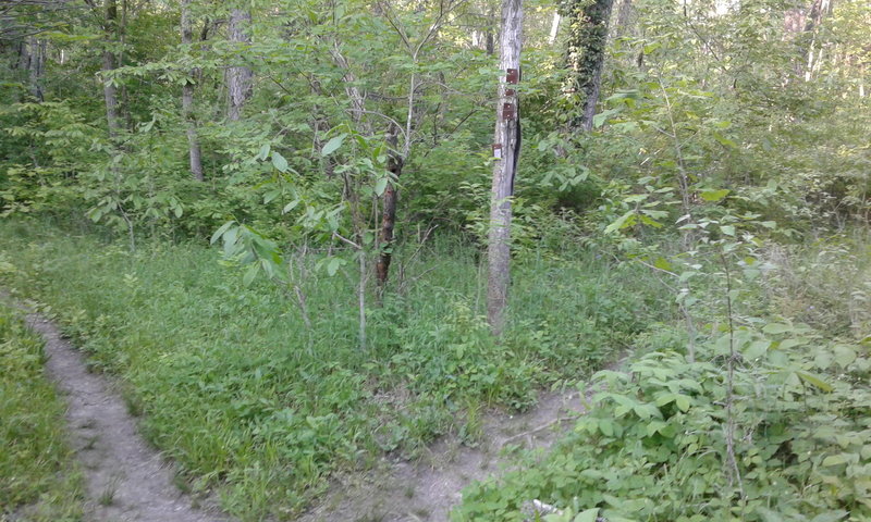 Go straight (north) to complete the loop. Or, go right (east) to follow the #2 blazes.