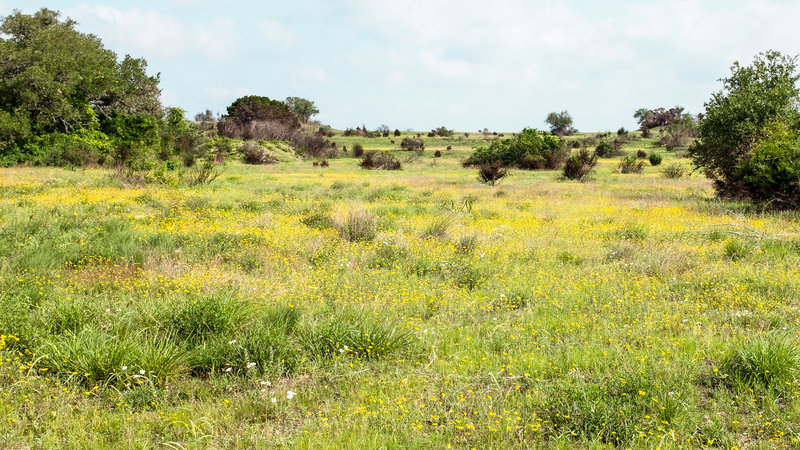 The Slaughter Creek Trail is home to a host of spring wildflowers.