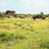 The Slaughter Creek Trail is home to a host of spring wildflowers.