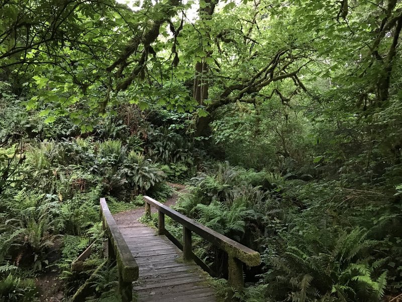 A sturdy bridge aids your passage over Mill Creek along the College Cove Trail.