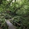 A sturdy bridge aids your passage over Mill Creek along the College Cove Trail.
