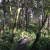 The upper bridge over Mill Creek on the College Cove Trail is quite sturdy.