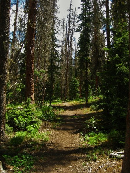 The beetle kill is wide reaching in this corner of the San Juans.