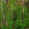 The foliage grows thick in the heat of summer.