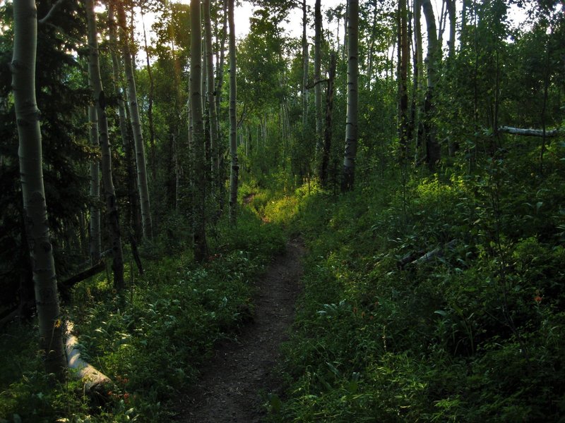 The trailhead ushers you straight into the heavy embrace of the forest.