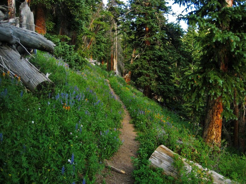 Wildflowers blanket the mountainside.