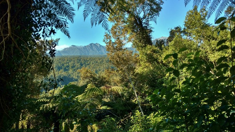 Enjoy a glimpse of the Tasman Mountains through the thick vegetation at the start of the Heaphy Track.