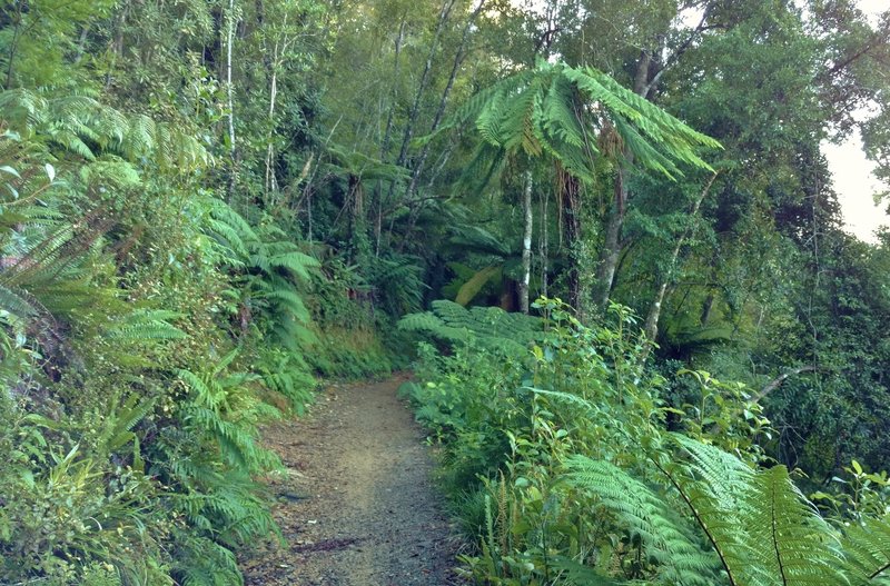 Ferns are everywhere in the dense vegetation of the Heaphy Track.