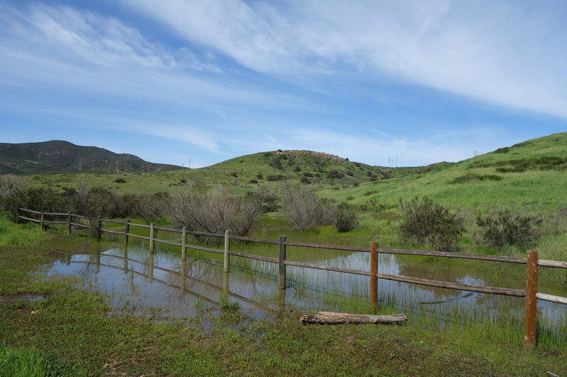 Sycamore Canyon in Mission Trails Regional Park is quite soggy after a very wet winter.