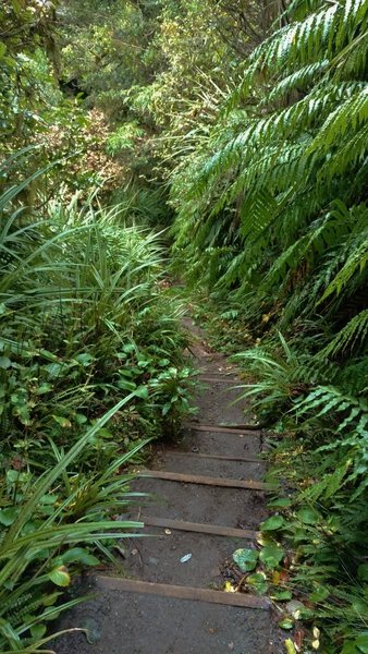 Veronica Loop Track descends through the thick forest on steps in many places.