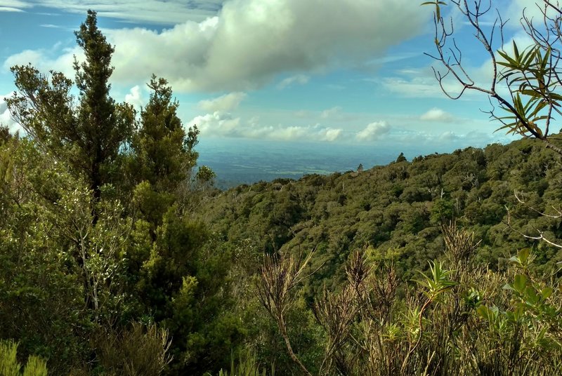 This is a glimpse of the flatlands that surround Mt. Taranaki, seen through the trees of the thickly forested Veronica Loop Track.