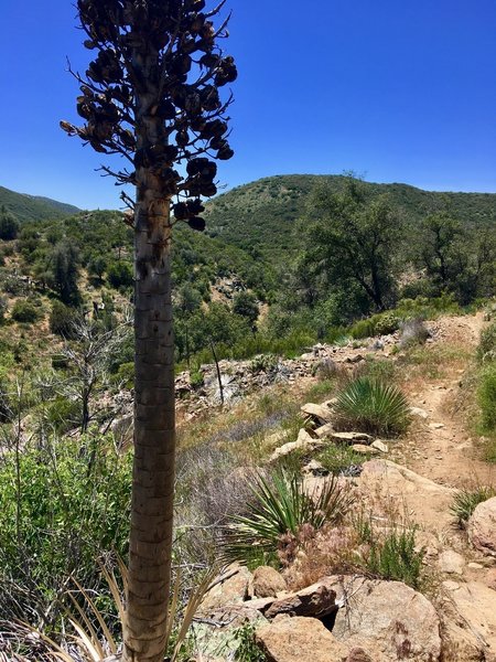 Tall yucca grow along the trail.