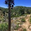 Tall yucca grow along the trail.