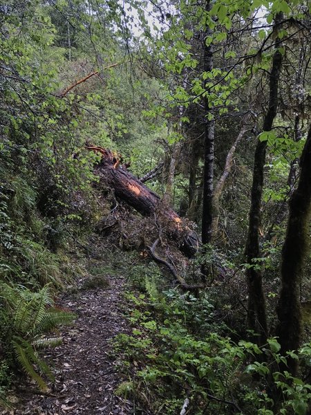 A fallen tree impedes passage on the Craigs Creek Trail in May 2017.