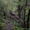 A fallen tree impedes passage on the Craigs Creek Trail in May 2017.