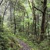 The Craigs Creek Trail takes you through gorgeous, almost mystical scenery.