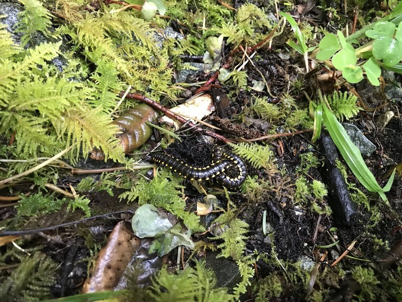 Centipedes hide in the loam along the Craigs Creek Trail.