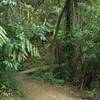 Ferns abound in the dense vegetation of the Queen Charlotte Track.