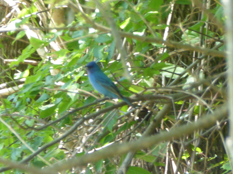 An indigo bunting enjoys the shade of a small bush along the Hillside National Wildlife Refuge Trail.