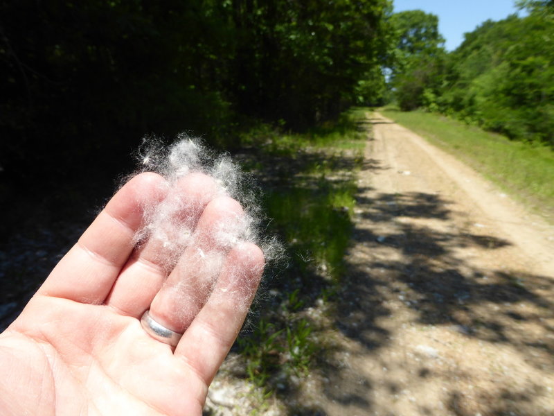 Springtime pollen can be abundant along the trail.