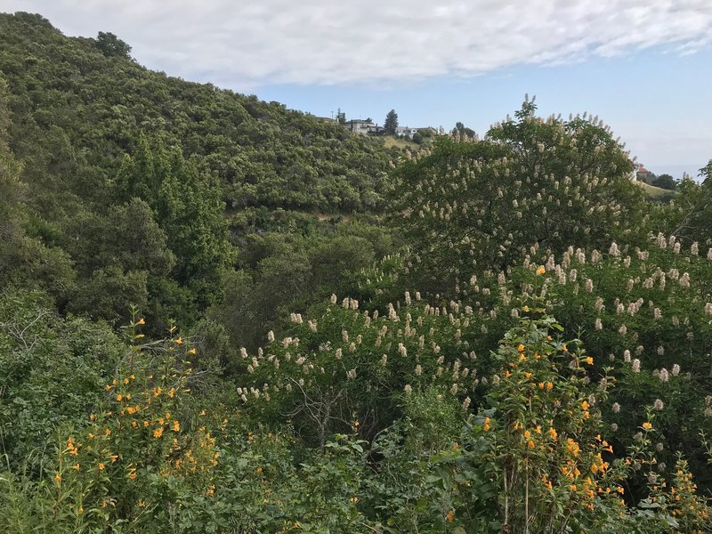 Blooming monkey flower and buckeye abound on the Oak Meadow Trail.