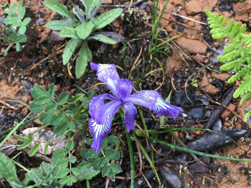 Douglas iris grows on the Craigs Creek Trail.