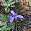 Douglas iris grows on the Craigs Creek Trail.