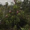 Beautiful rhododendrons grow on the Craigs Creek Trail.