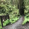 The Nickerson Ranch Trailhead on Howland Hill Road is marked by this sturdy sign.