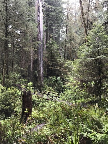 The Nickerson Ranch Trail traverses beautiful, verdant forests.