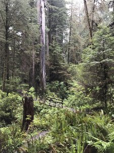 The Nickerson Ranch Trail traverses beautiful, verdant forests.