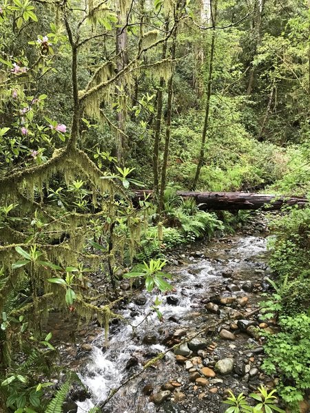 Cedar Creek flows along the River Trail near Stout Grove.