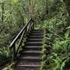 Be careful on this slippery staircase along the River Trail near Stout Grove.