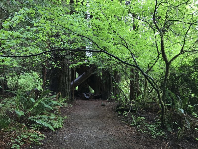 Stout Grove Trail traverses beautiful verdant forests.