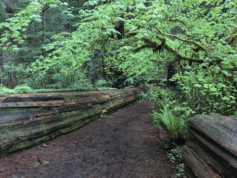 The Stout Grove Trail gives you a sense of just how small you are in comparison to these age-old trees.
