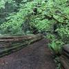 The Stout Grove Trail gives you a sense of just how small you are in comparison to these age-old trees.