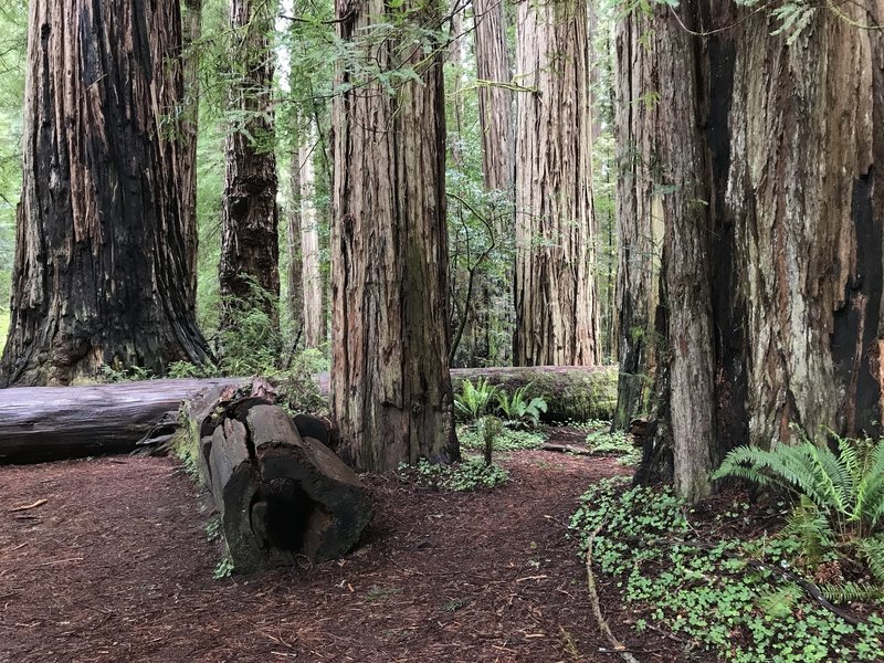 The Stout Grove Trail navigates a host of gargantuan trees!