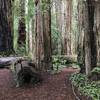 The Stout Grove Trail navigates a host of gargantuan trees!