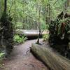 The Stout Grove Trail traverses a damp, beautiful redwood forest.