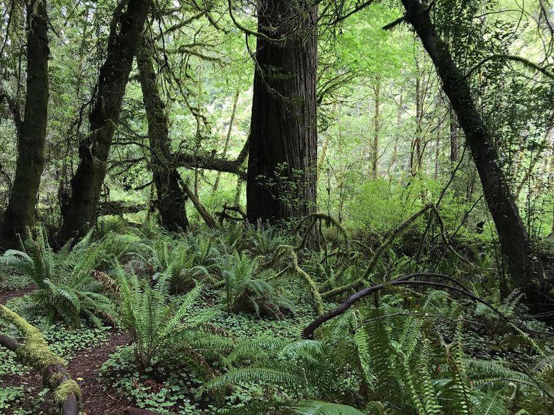 Stout Grove stays verdant and lush all year.