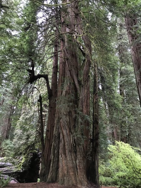 You just can't get a sense of how massive these trees are from a photo.