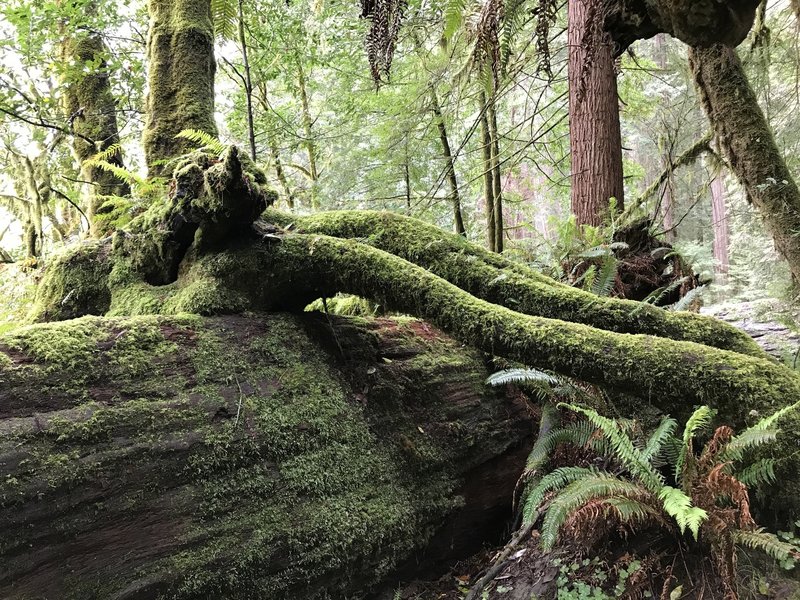 Stout Grove displays some truly unique forest scenery.