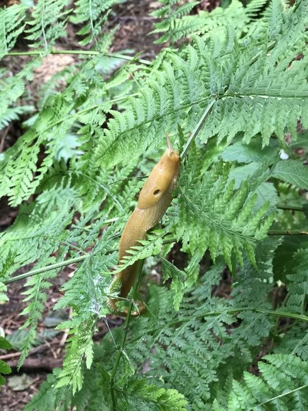 A banana slug hangs out on a fern along the Martin Creek Trail.