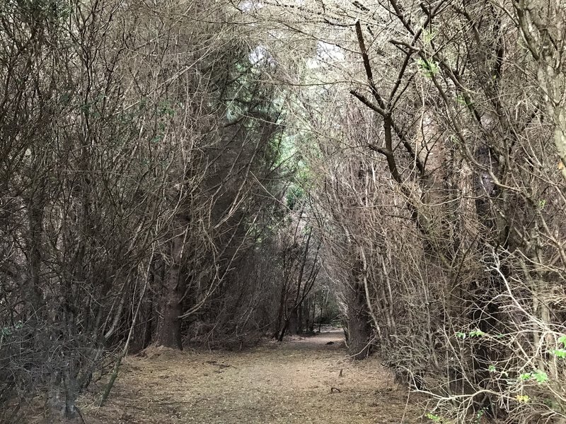 Elk Head Connector Trail traverses a long wooded corridor.