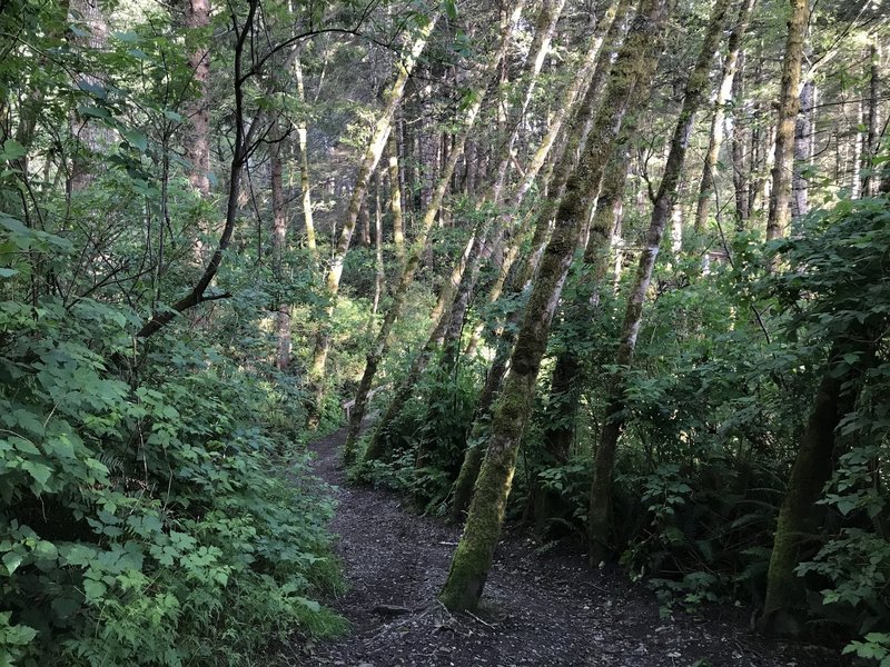 The trees are quite windswept through this section of the College Cove Trail.